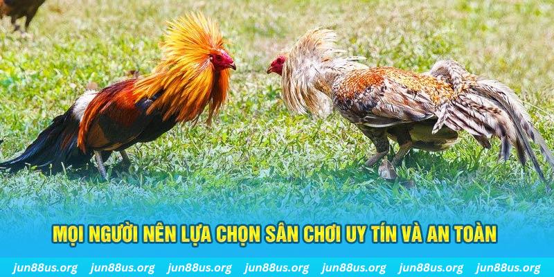 đá gà thomo 67