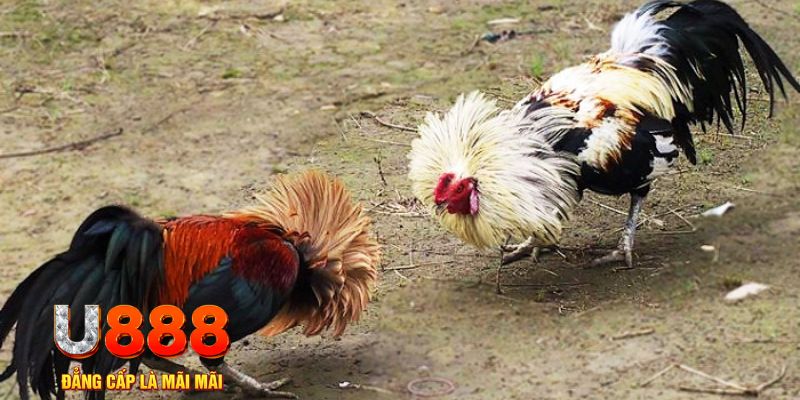 w88top xổ số thứ ba