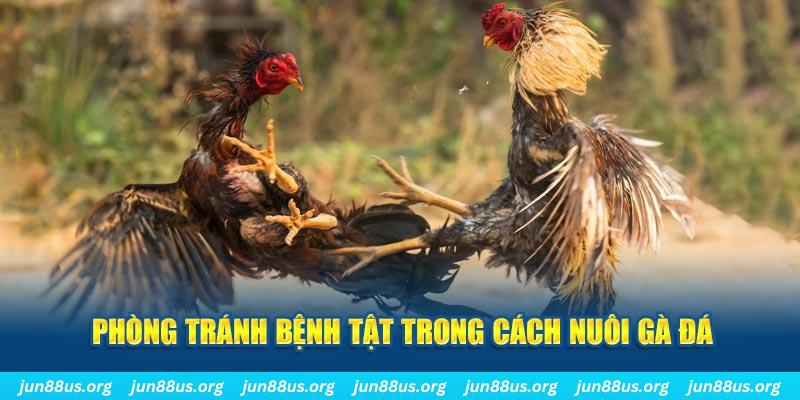 w88top chạy quảng cáo cho game bài bị phạt như thế nào